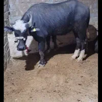 فروش گاومیش نر تخمی وگوشتی