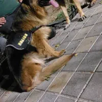 سگ  ماده ژرمن جرمن شیپرد شپرد|سگ|پاکدشت, پاکدشت (مامازند)|دیوار