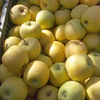 سیب تازه از درخت سفید و قرمز موجود