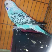 یه عدد مرغ عشق نر مولد مست به شرط|پرنده|قدس, شهر‌قدس|دیوار