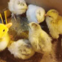 جوجه برهما لایت اصل قول پیکر