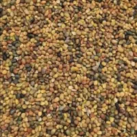 برسین و رنجر انواع بذر قره یونجه و شبدر