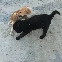 سگ خانگی|سگ|اسدآباد, |دیوار