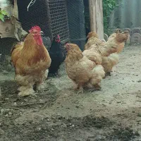 مرغ  و  خروس