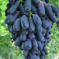 نهال انگور موندراپ