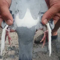 ویگن با اصالت معاوضع