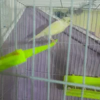 جفت قناری|پرنده|تربت‌حیدریه, پائین ولایت|دیوار