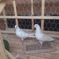 کبوتر پرشی|پرنده|لوشان, |دیوار