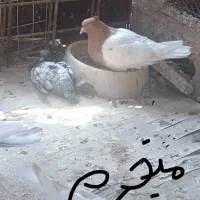 کبوتر کشتنی
