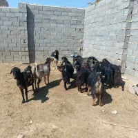 فروش بزدرجه یک 10|حیوانات مزرعه|ششده و قره بلاغ, |دیوار