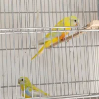 طوطی نئوفما