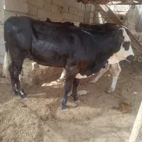 گوساله نر