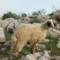قوچ|حیوانات مزرعه|کوزران, |دیوار