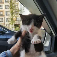 بچه گربه ۱،۵ ماهه