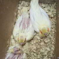 عروس هلندی