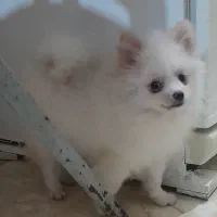 انواع نژاد پودل پامر ،ژرمن ،با بهترین کیفیت واصیل