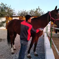 کارگر باشگاه سوارکاری شیفت روز و شب