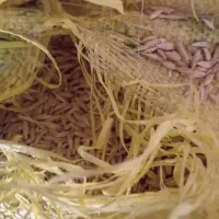 جو دیم|خوردنی و آشامیدنی|بیرانوند, |دیوار