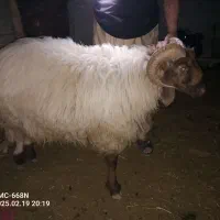 قوچ
