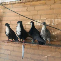 کفتر فروشی کرباتی|پرنده|بهرمان, |دیوار