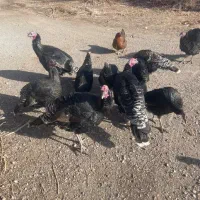 بوقلمون برنز|پرنده|قیدار, |دیوار