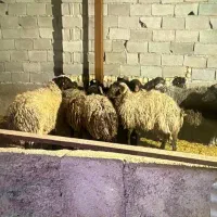 گوسفند زنده