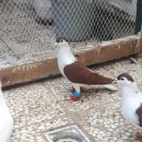 ساده افغانی