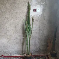 افوربیا تریگونا