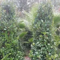 یاس هلندی زمینی|خدمات باغبانی و درختکاری|رودسر, |دیوار