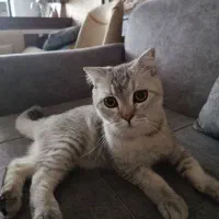 نژاد اسکاتیش