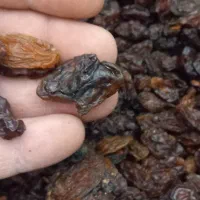 کشمش افتابی امسالی