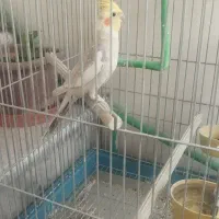 عروس هلندی