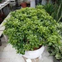 برگ قاشقی شفلرا میخک گل سانسوریا آمستل برگ انجیری|گل و گیاه طبیعی|تهران, چیذر|دیوار