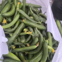 خیار شوری