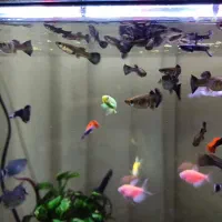 گوپی / چشم چراغی / زبرا / فانتوم