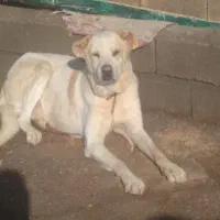 سگ گوسفندی|سگ|کشاورز, |دیوار