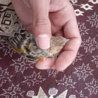 جوجه گلبسر.سهره.جوجه سهره.گلبسرنر.گلبسر ماده پرنده|پرنده|فیروزکوه, |دیوار