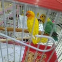 جفت طوطی برزیلی های مولد کارداده ۵ تخم فیشر پاربلو