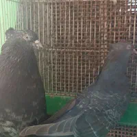 کفتر اراکی و سرور|پرنده|بندرعباس, |دیوار