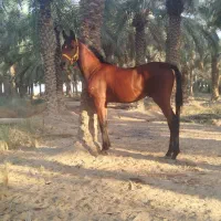 نریان دوسر زیبای|اسب و تجهیزات اسب‌سواری|شادگان, |دیوار