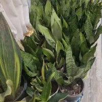 گل سانسوریا و بابا آدم