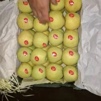 خرید‌وفروش‌‌پیاز وسیب‌‌درختی|عمده‌فروشی|مهاباد (آذربایجان غربی), |دیوار