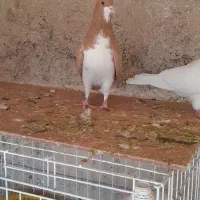 کفتر شهری زرد نر|پرنده|خرامه, |دیوار