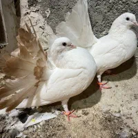 دم چتری کانادایی