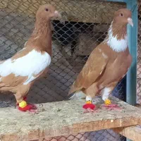 ابلغ افغانی کاکلی. اسکندرون .کویتی خط سفید کاکلی