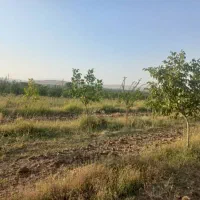 باغ گردو و انواع میوه|فروش زمین و ملک کلنگی|اهواز, سیصد دستگاه|دیوار