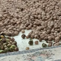 گردو کاغذی امسال درجه یک شروع قیمت از250تا500م|خوردنی و آشامیدنی|اشنویه, |دیوار