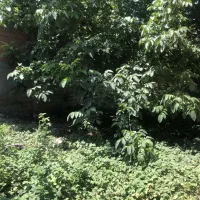 فروش زمین در یکی از بهترین لوکیشنهای ساری|فروش زمین و ملک کلنگی|ارطه, |دیوار