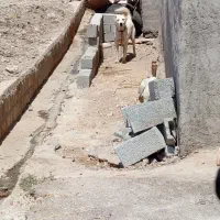 سگ دورگه|سگ|چرداول, |دیوار