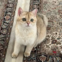 گربه بریتیش ny11